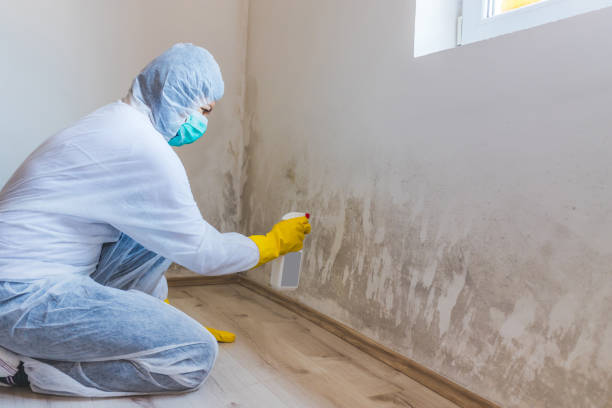 Licensed Black Mold Removal service in Orbisonia, PA - WQB Mold Removal