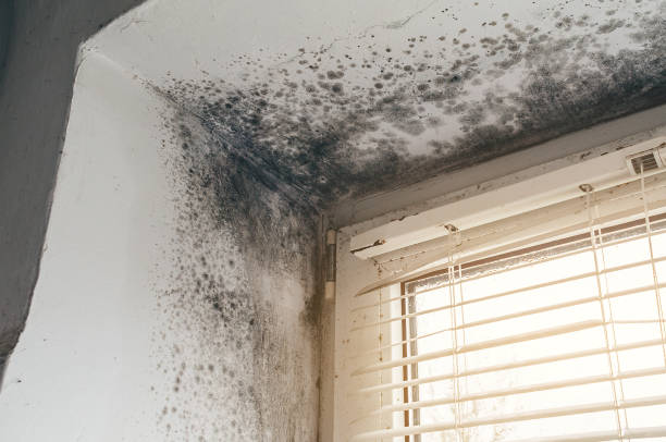Affordable Black Mold Removal solutions in Orbisonia, PA