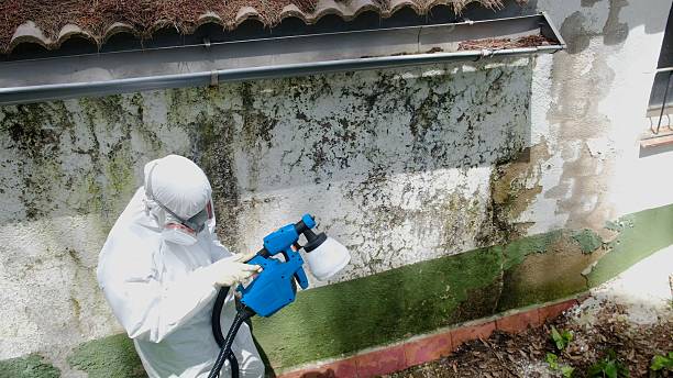 Top rated local Black Mold Removal specialists in Orbisonia, PA